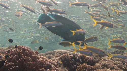 Fakarava, Zoom on Napoleon wrasse and snappers over the coral garden