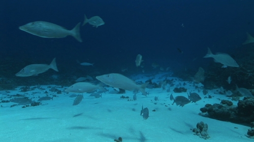 Fakarava, Long nose emperor fish gathering in the south pass