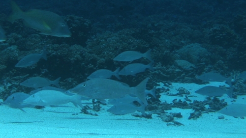 Fakarava, Long nose emperor fish gathering in the south pass, over white sand