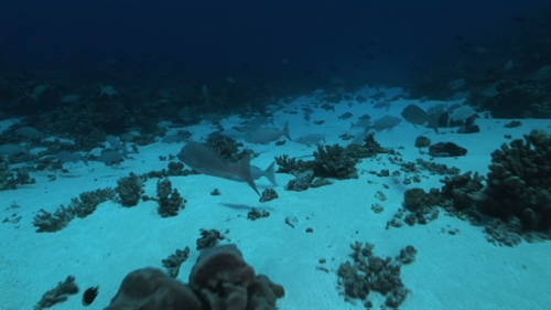Fakarava, drifting with Long nose emperor fish gathering in the south pass