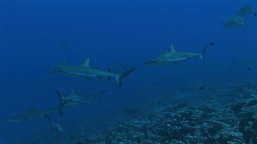 Fakarava, Group of grey reef sharks in the blue pass Tetamanu