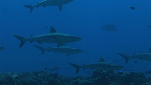 Fakarava, Group of grey reef sharks swiming in the blue pass Tetamanu