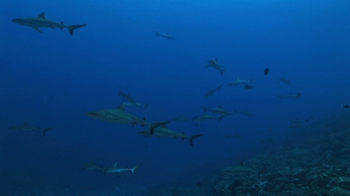 Fakarava, Group of grey reef sharks in the deep pass Tetamanu