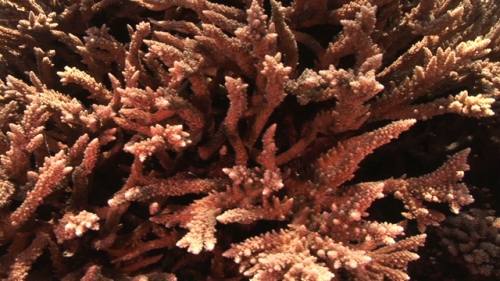Fakarava, Coral Garden, and coral branch
