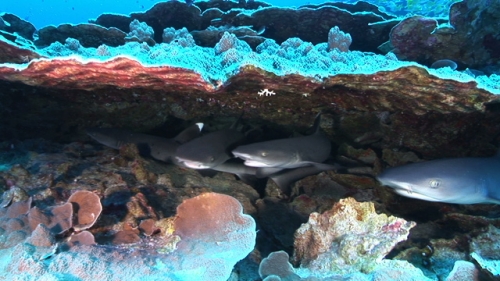 Fakarava, young white tip lagoon sharks hidden under roses coral garden, pass Tetamanu