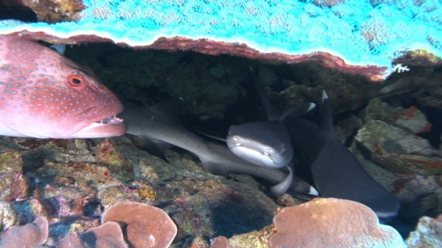 Fakarava, Zoom on young white tip lagoon sharks hidden under roses coral garden, pass Tetamanu