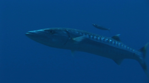 Fakarava, Barracuda swimming towards the camera with an little escort fish