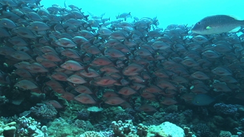 Fakarava, big school of red paddle tail snappers in the pass Tetamanu