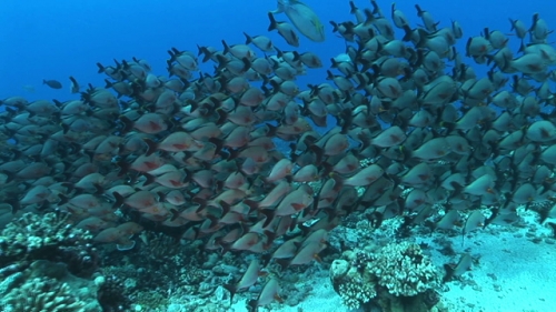 Fakarava, large school of red paddle tail snappers swimming in the pass Tetamanu