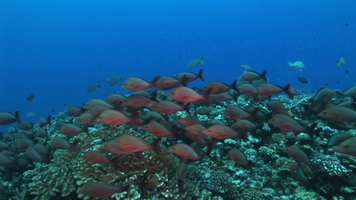 Fakarava, red snappers and Napoleon wrasse in the coral garden of the pass