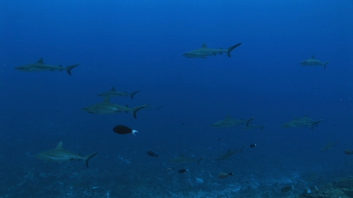 Fakarava, Grey reef sharks schooling in the pass