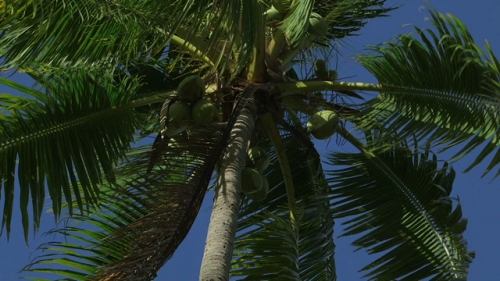 Bora Bora,  Coconut tree moving with the wind, under blue sky