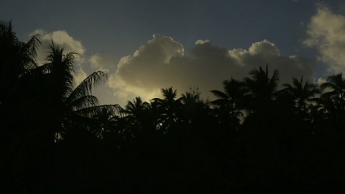 Bora Bora, sunset lighting and coconut trees in the wind