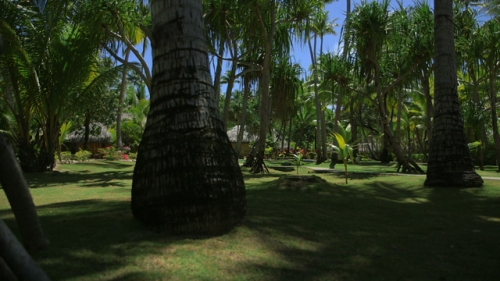Bora Bora, Bungalows under the palm trees in the garden