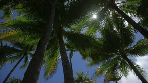 Bora Bora, Sun and blue sky seen through the palm trees