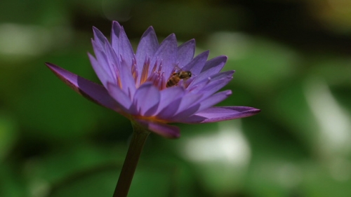 Bee in a nenuphar, and flying away