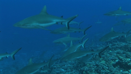 Fakarava, Group of grey reef sharks  in the pass Tetamanu