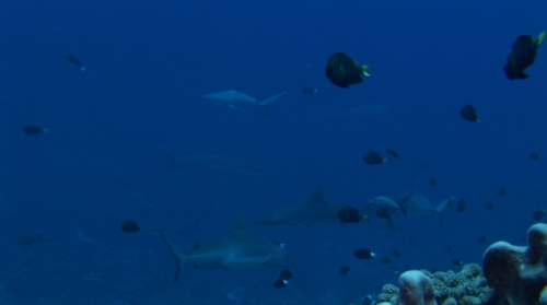 Fakarava, Zoom on black tip reef shark and Group of grey reef sharks  in the pass Tetamanu