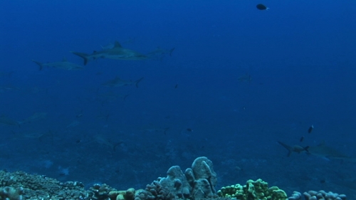 Fakarava, scenic, Group of grey reef sharks swimming in the pass Tetamanu