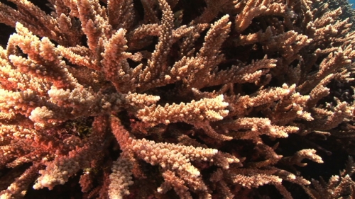 Fakarava, Close up on nice coral, shallow in the pass Tetamanu