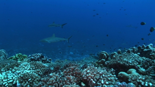 Fakarava, scenic, Group of grey reef sharks  in the pass Tetamanu