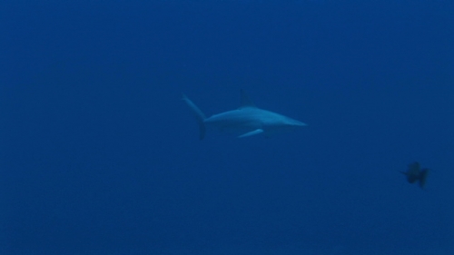 Fakarava, Single black tip reef shark swimming in the pass