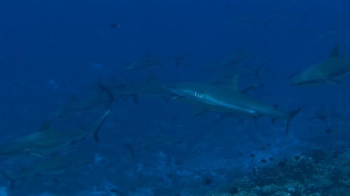 Fakarava, One grey shark of a Group getting cleaned by cleaner wrasse