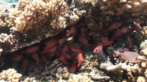 Fakarava, Soldier fish underneath coral structure