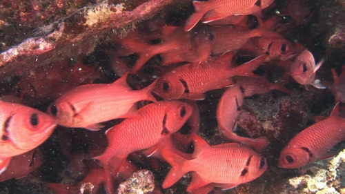 Fakarava, Zoom on soldier fish schooling underneath coral structure