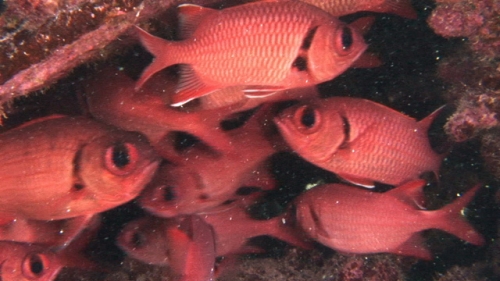 Fakarava, Zoom on soldier fish schooling underneath coral structure