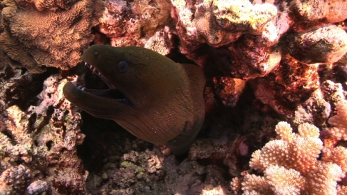Fakarava, Javanese moray eel opening its mouth in the coral structure
