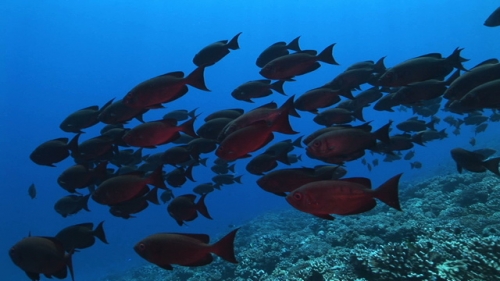 Fakarava, Big eyes crescent tail fishes schooling along the coral reef