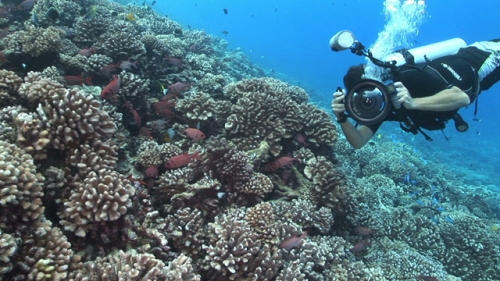 Fakarava, Photographer taking pictures of the coral garden