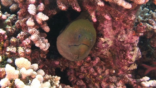 Fakarava, Morey eel in the coral garden