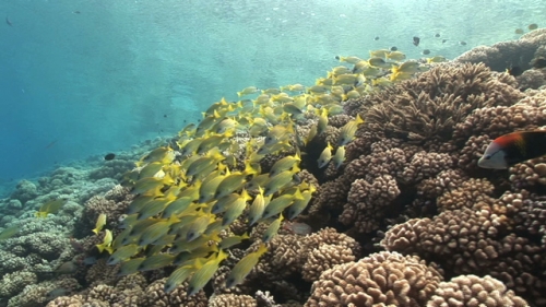Fakarava, Blue lined yellow snappers, gathering shallow in the coral garden