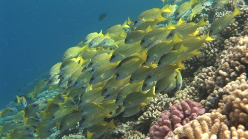 Fakarava, Blue lined yellow snappers schooling shallow