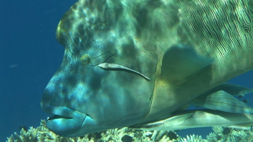 Zoom on hump head Napoleon wrasse in shallow water