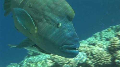 Zoom on hump head Napoleon wrasse in very shallow water