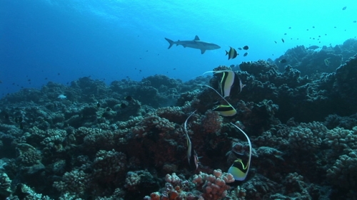 Scenic, Five moorish idole fishes and grey shark swimming along the deep coral reef