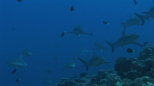 Fakarava, Zoom on Grey sharks schooling along the coral reef in the pass