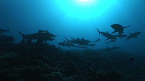Fakarava, Grey sharks schooling along the coral reef in the pass, under sun light