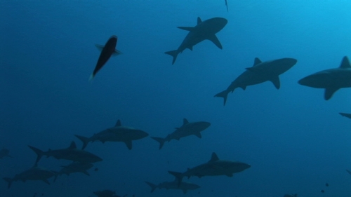 Fakarava, Grey sharks schooling along the coral reef in the pass from below