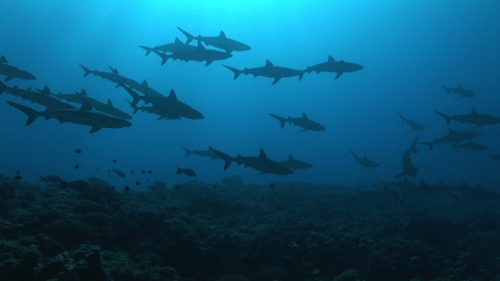 Fakarava, Grey sharks schooling along the coral reef in the pass