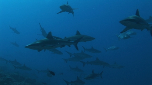Fakarava, Grey sharks schooling along the coral reef in the pass