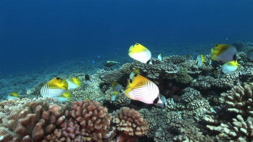 Fakarava, Butterfly fishes gathering in the coral garden