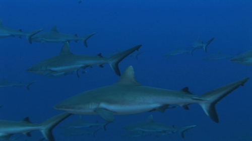Fakarava, Grey reef sharks schooling in the blue pass