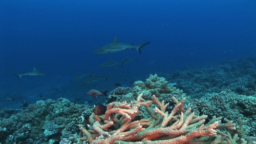 Fakarava, Grey reef sharks schooling along the reef
