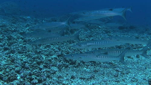 Fakarava, group of baraccudas schooling and facing the current