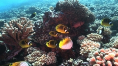 Fakarava, Fishes gathering in the coral garden