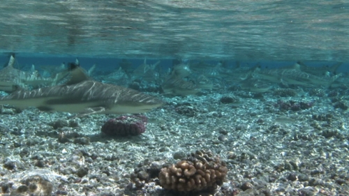 Fakarava, black tip shark swimming shallow